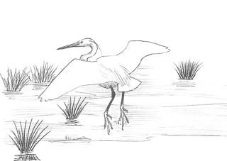 dessin d'aigrette garzette au décollage