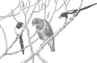 dessin de buse variable entourée de 2 pies bavardes
