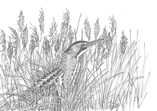 dessin de butor étoilé dans les roseaux
