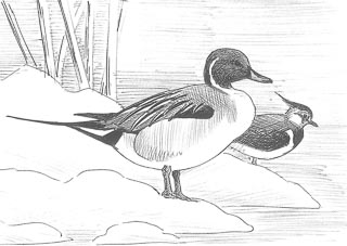 dessin de canard pilet au bord de l'eau