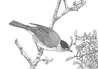 dessin de fauvette à tête noire sur une branche de gui