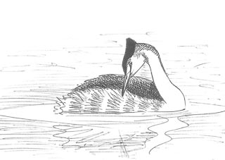 dessin de grèbe huppé