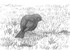 dessin de merle noir dans l'herbe