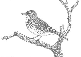 dessin de pipit des arbres