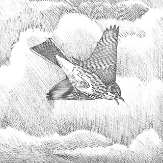 dessin de pipit farlouse en vol