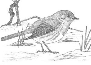 dessin de rougegorge familier