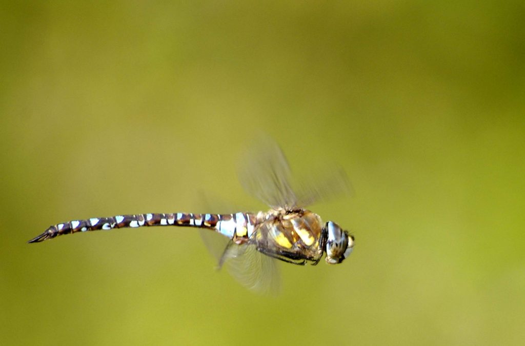 anax empereur mâle en vol vers la droite