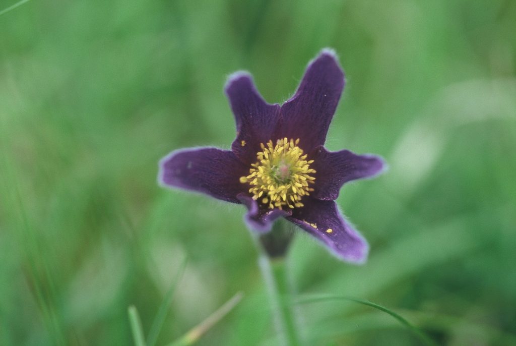 anemone-pulsatile