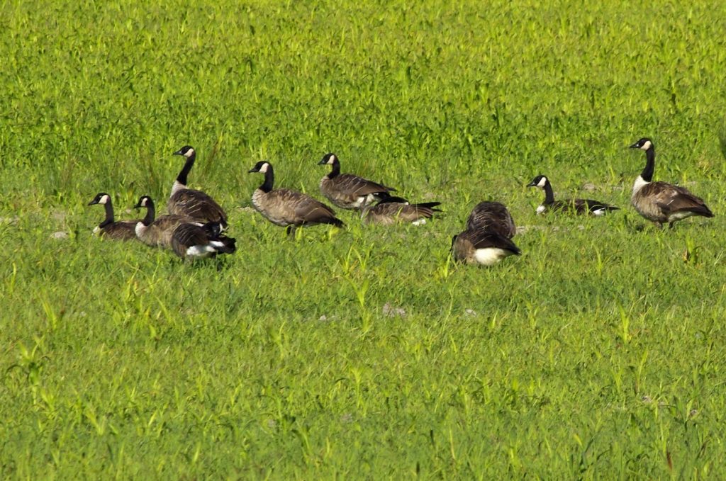 groupe de bernaches du Canada dans l'herbe