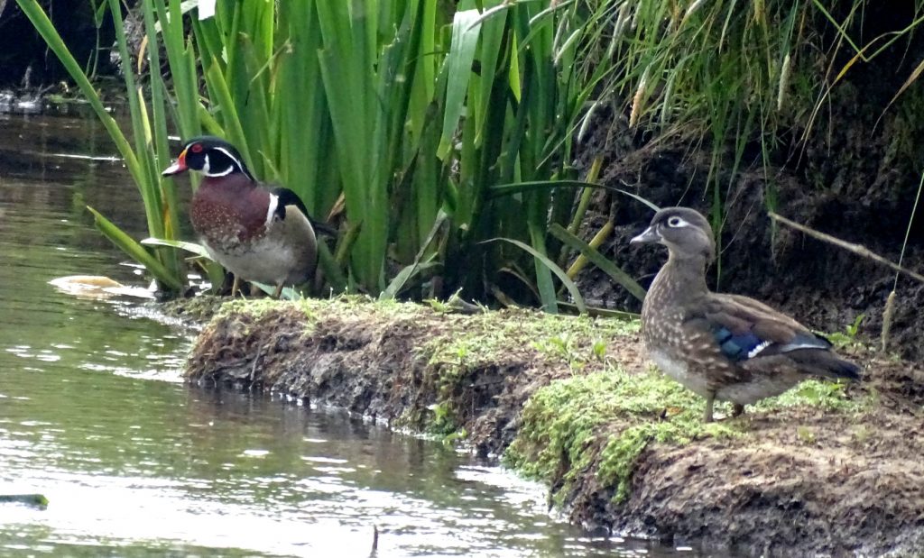 couple de canards carolin au bord de l'eau