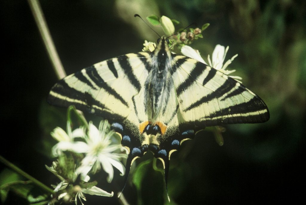 papillon flambé vu de dessus