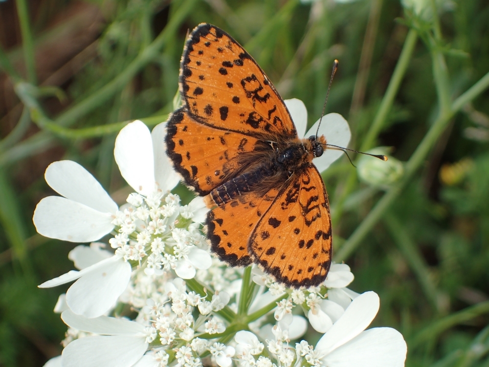 mélittée orangée sur une fleur