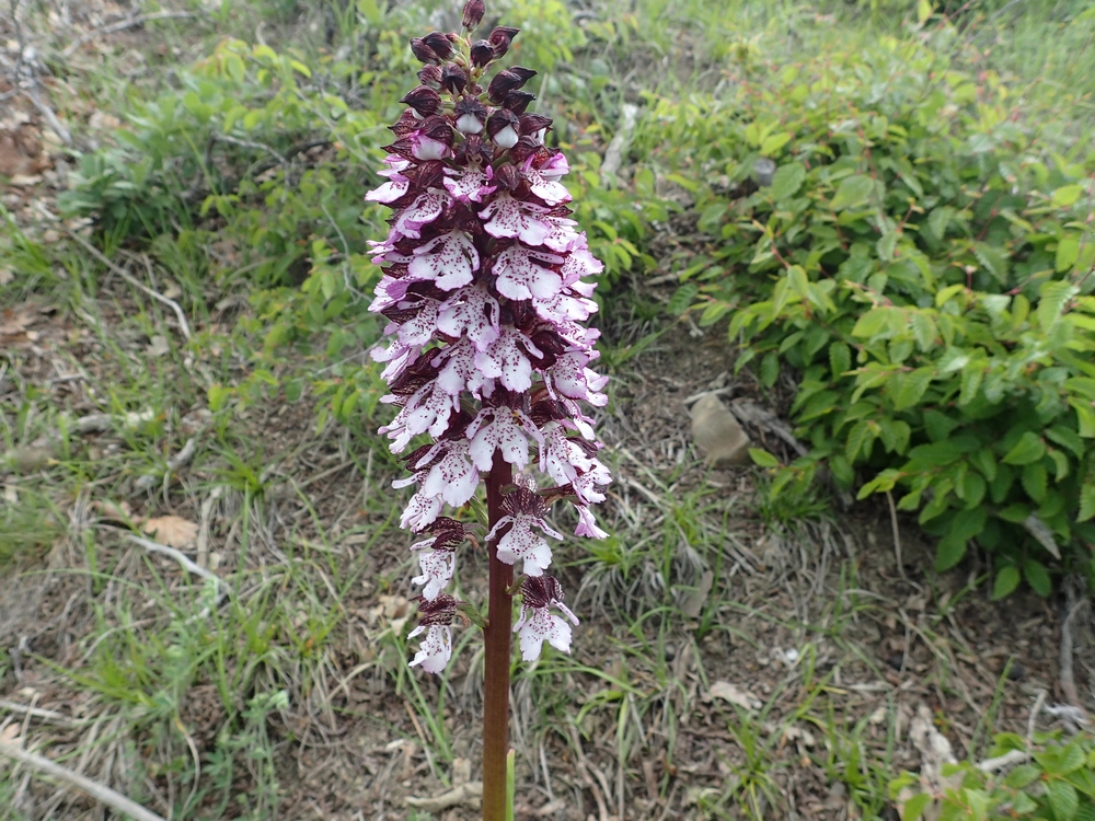 orchis pourpre