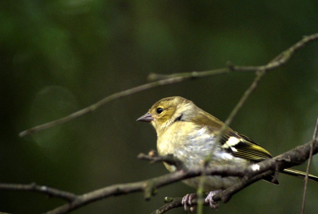 pinson des arbres femelle